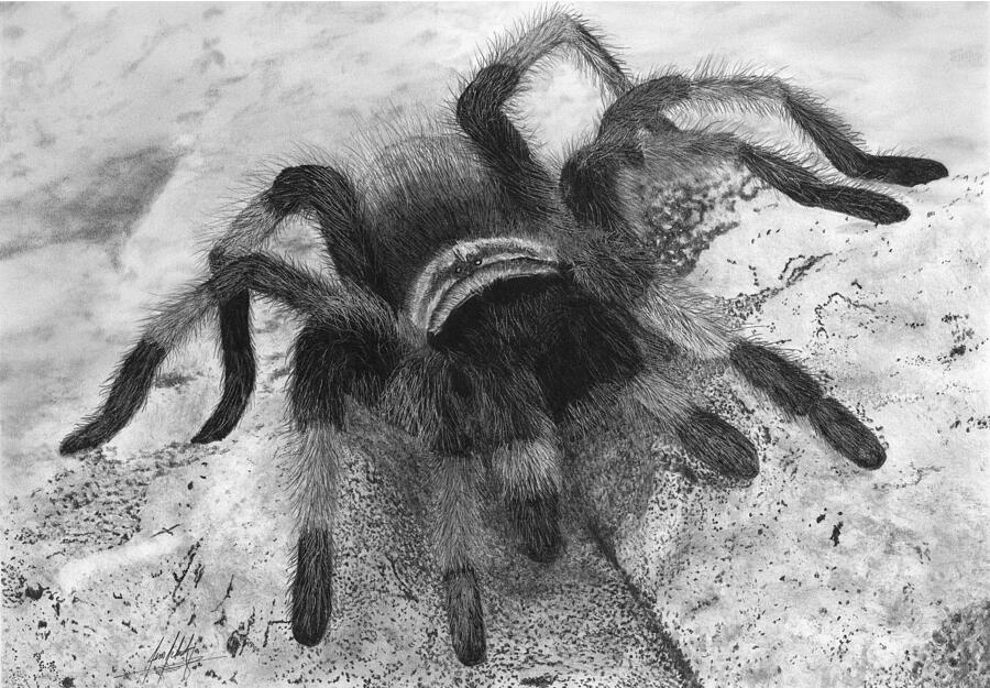 Tarantula Drawing Drawing by James Schultz