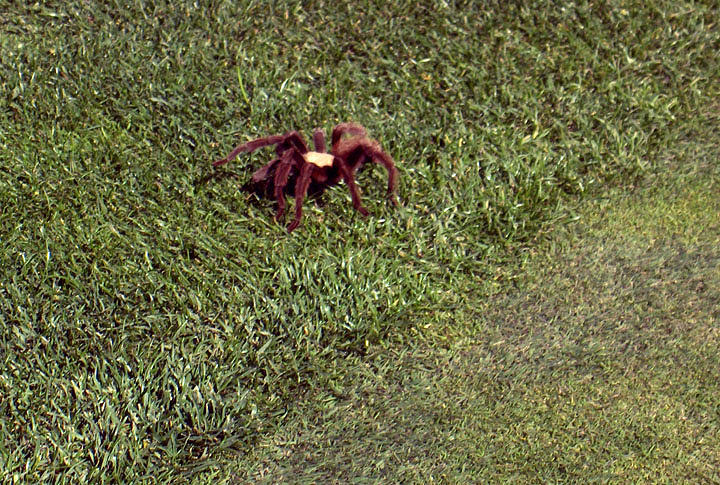 Tarantula Photograph - Tarantula by Janet  Hall