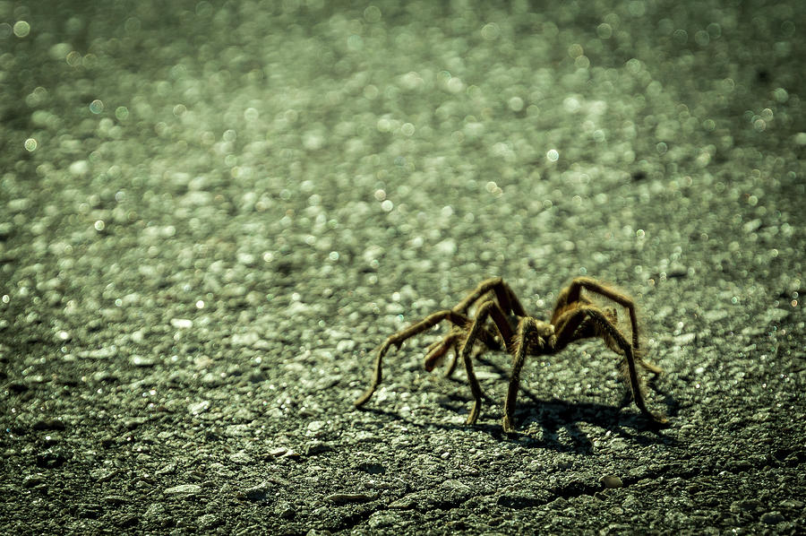 Tarantula Photograph by Janis Connell