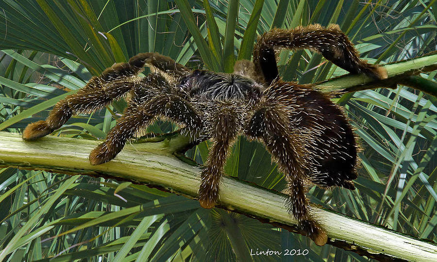 Tarantula Photograph by Larry Linton