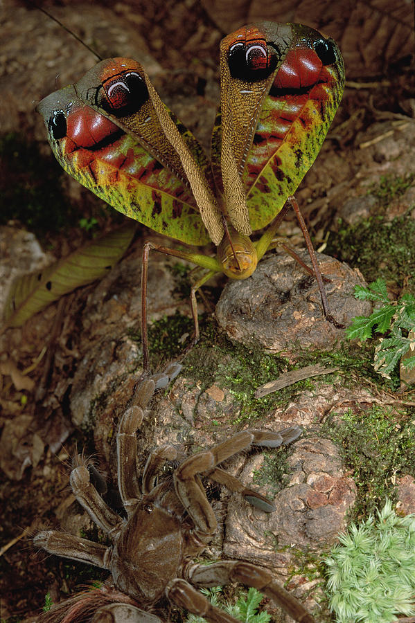 Tarantula Startles a  Giant Katydid Photograph by Mark W Moffett