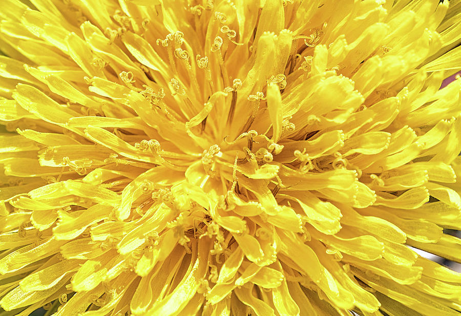 Taraxacum by Traven Milovich Taraxacum by Traven Milovich