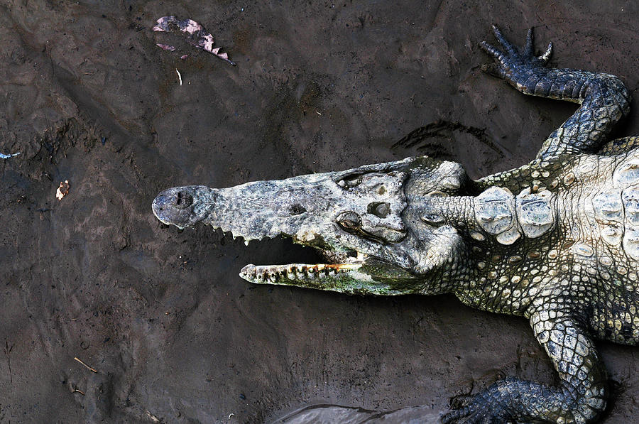 Tarcoles River Crocodile Photograph by Wes Hanson - Pixels