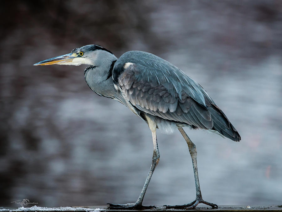 Target Oriented Grey Heron In Profile Photograph
