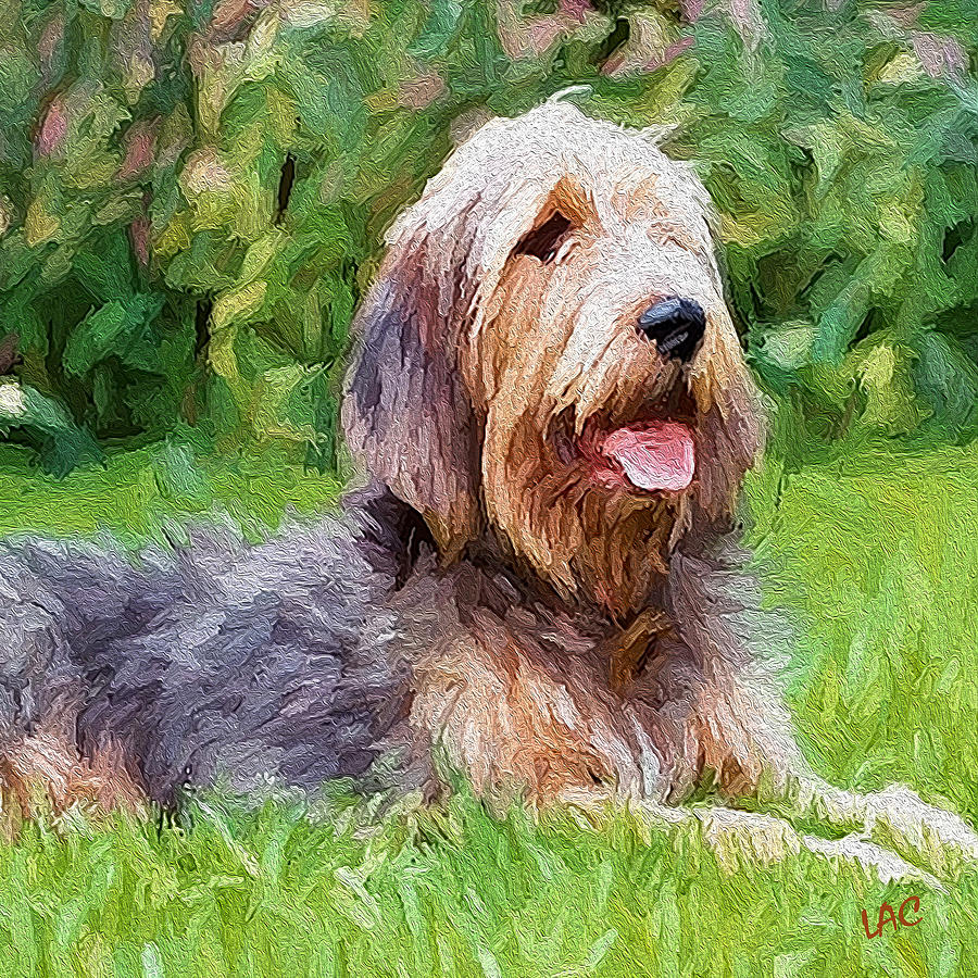 Tarka - Otterhound Painting by Doggy Lips
