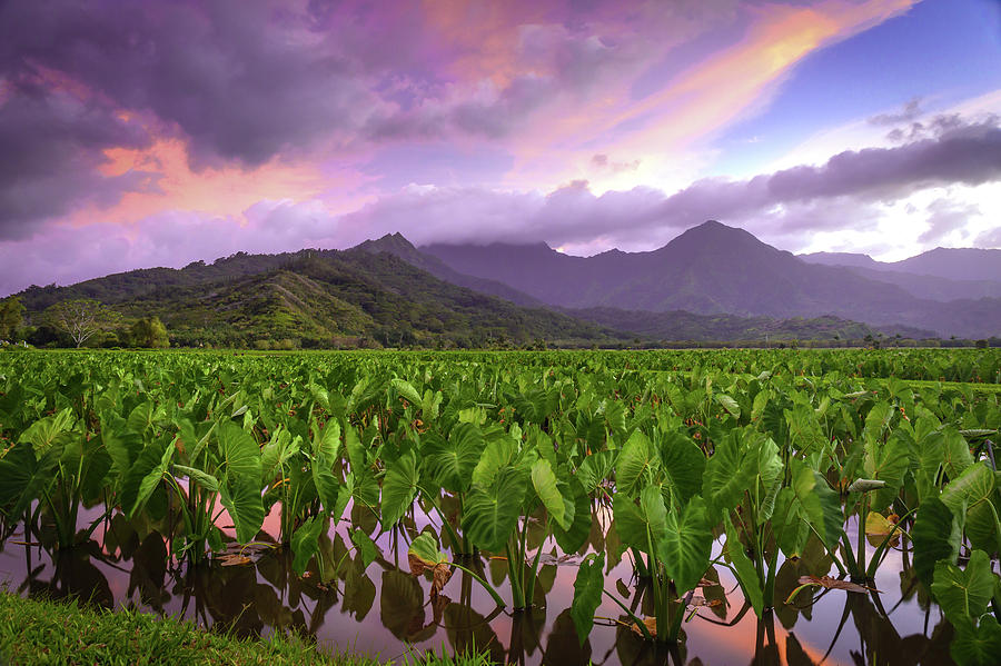 Mountain Photograph - Taro Field of Kauai by Karma Boyer