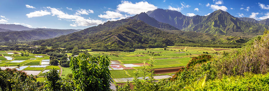 Taro fields of Hanalei Kauai Photograph by Pierre Leclerc Photography