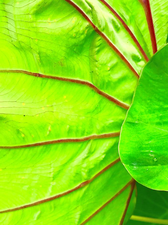 Taro Leaf Close Up in Green Photograph by Joalene Young