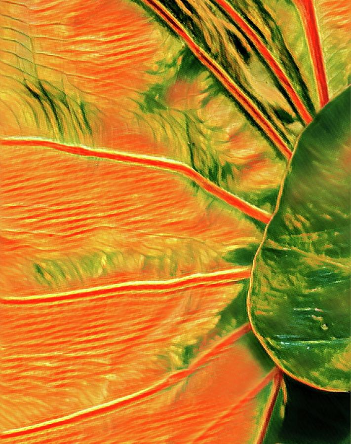 Taro Leaf in Orange - The Other Side Photograph by Joalene Young