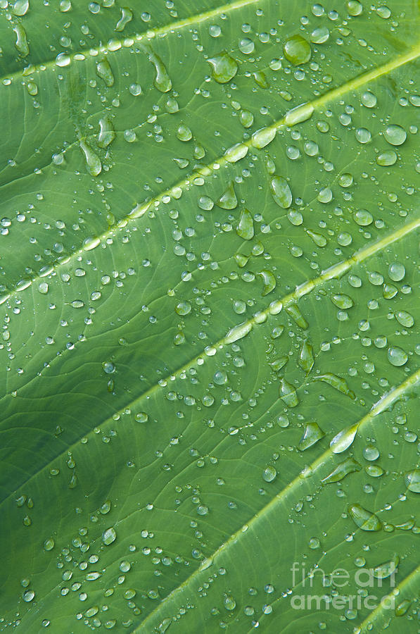 Taro Leaf with Water Droplets Photograph by Greg Vaughn - Printscapes