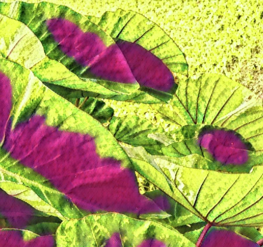 Taro Leaves in Green and Red Photograph by Joalene Young