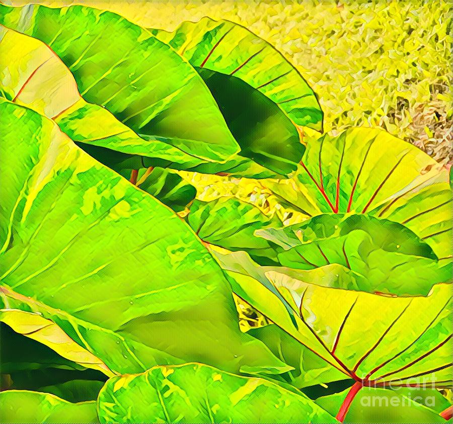Taro Leaves in Green Photograph by Joalene Young
