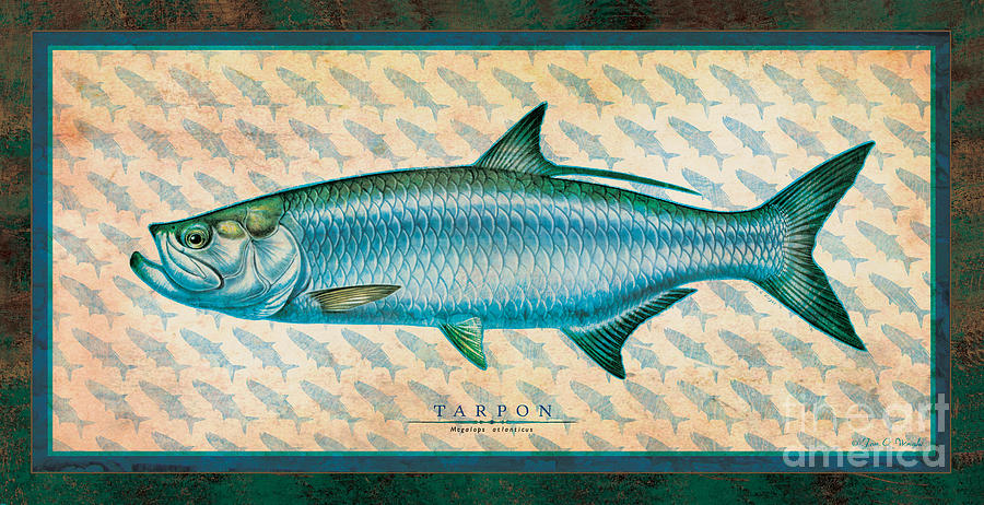 Fish Painting - Tarpon by JQ Licensing