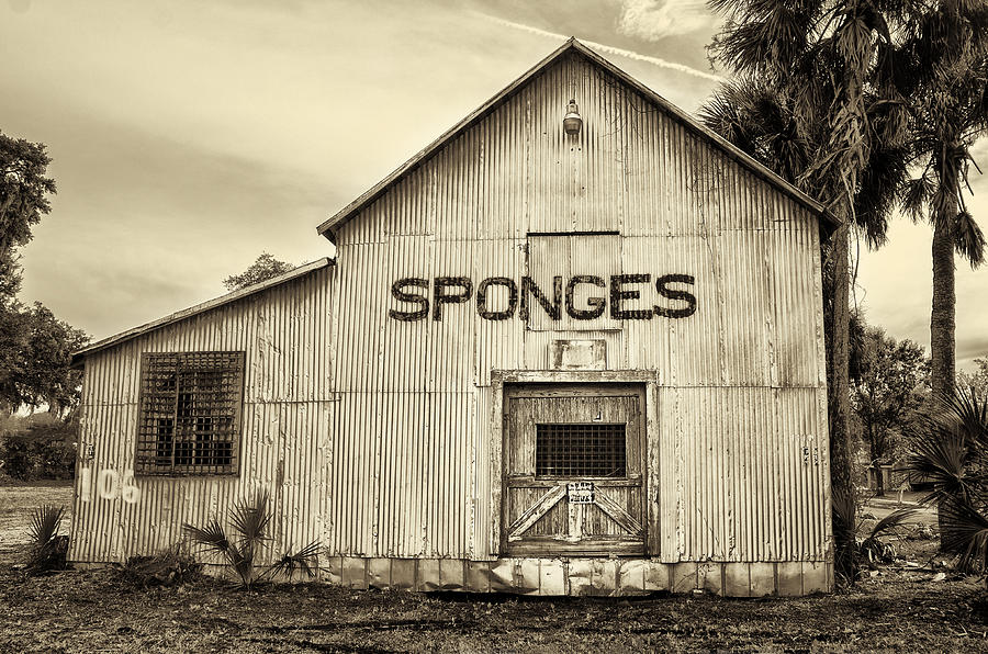 Tarpon Springs Sponges Photograph by Bill Cannon