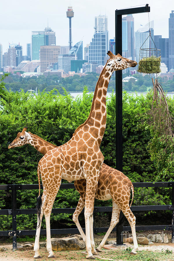 Tarronga zoos Giraffes  Photograph by Andrew Michael