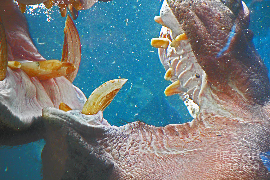 tartar teeth Hippo laughing Photograph by David Frederick
