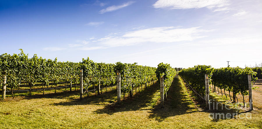 Tasmania Winery Landscape Photograph by Jorgo Photography