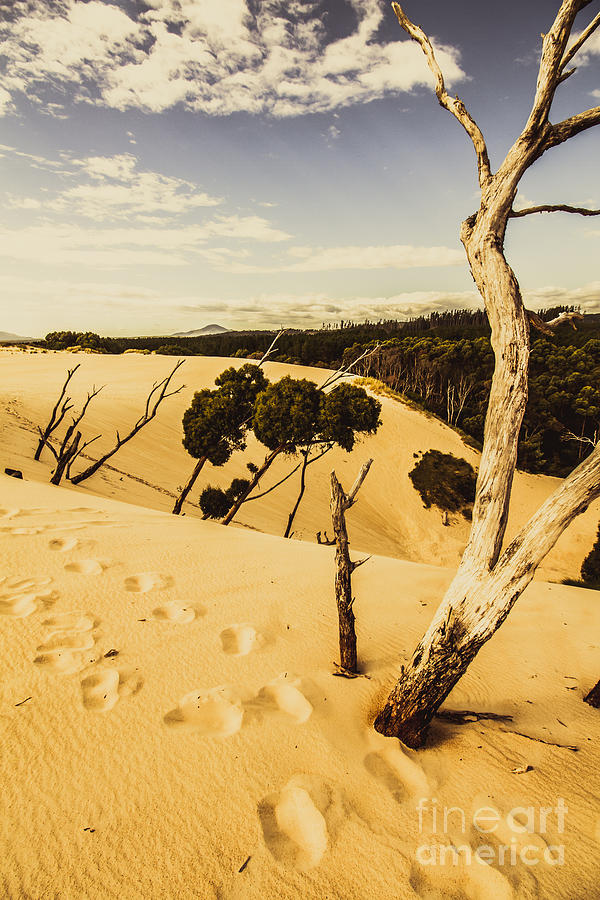 Tasmanian desert tree landscape Photograph by Jorgo Photography