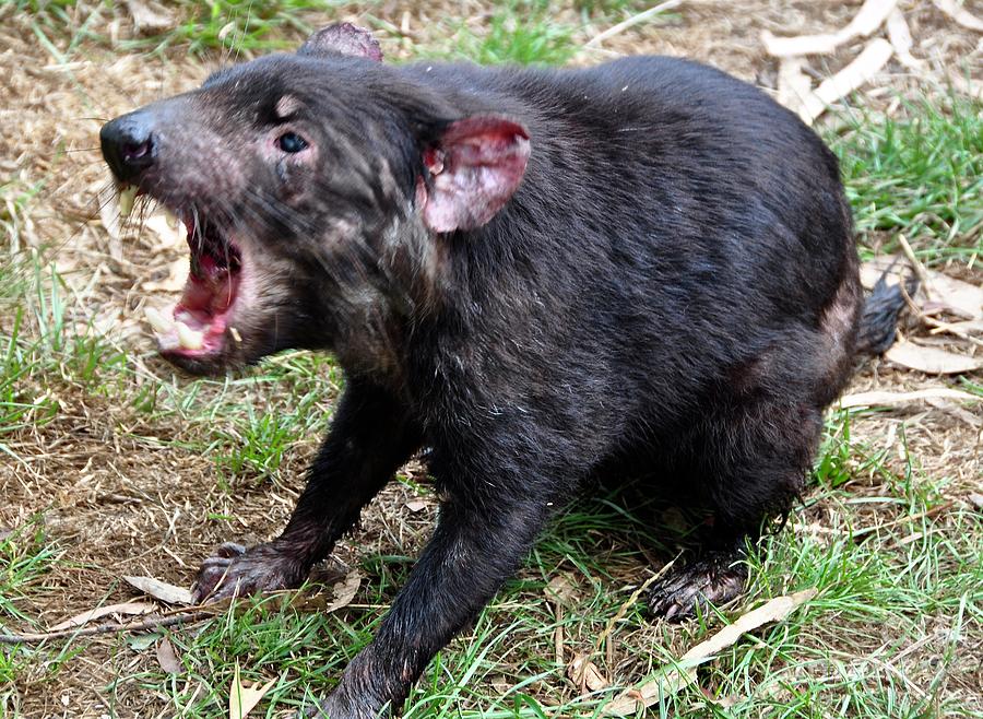 Tasmanian Devil Growl Photograph by Csilla Florida