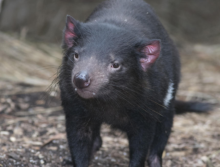 Tasmanian Devil Photograph by Masami Iida