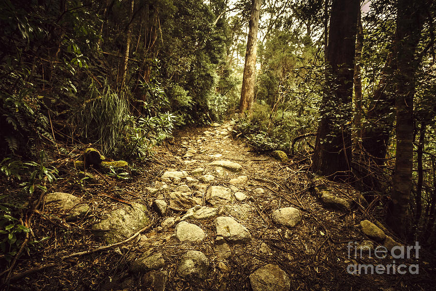 Tasmanian forest path Photograph by Jorgo Photography
