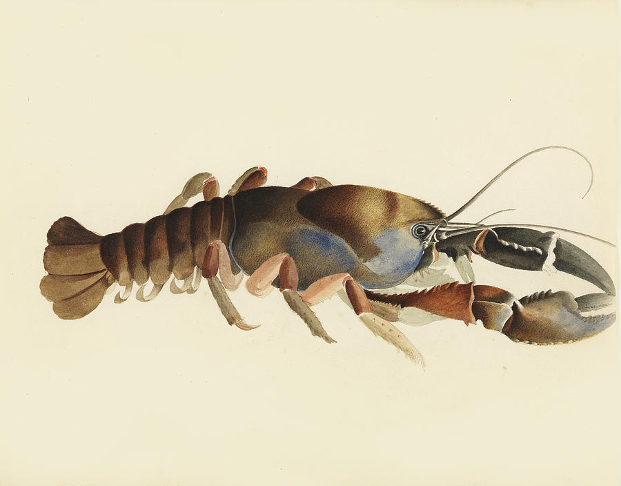 Tasmanian giant freshwater crayfish. Astacopsis gouldi Drawing by William Buelow Gould