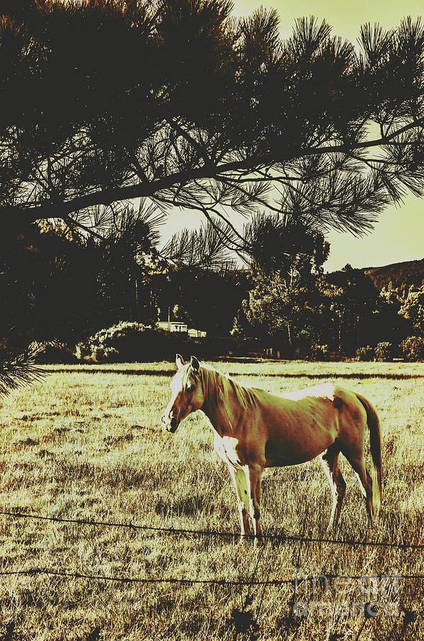 Tasmanian rural farm horse Photograph by Jorgo Photography