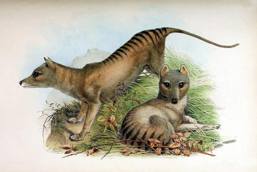 Animal Photograph - Tasmanian Tiger, Extinct Species by Biodiversity Heritage Library