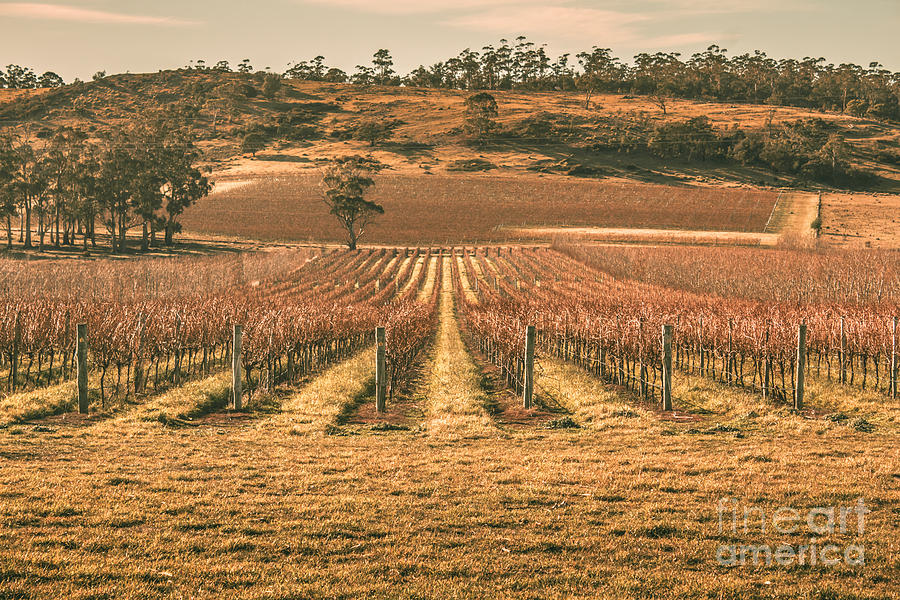Tasmanian winery in winter Photograph by Jorgo Photography