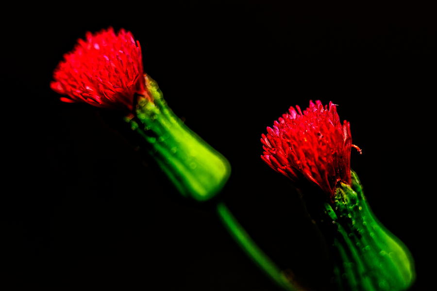 Tassel Flower Photograph by Roberto Aloi