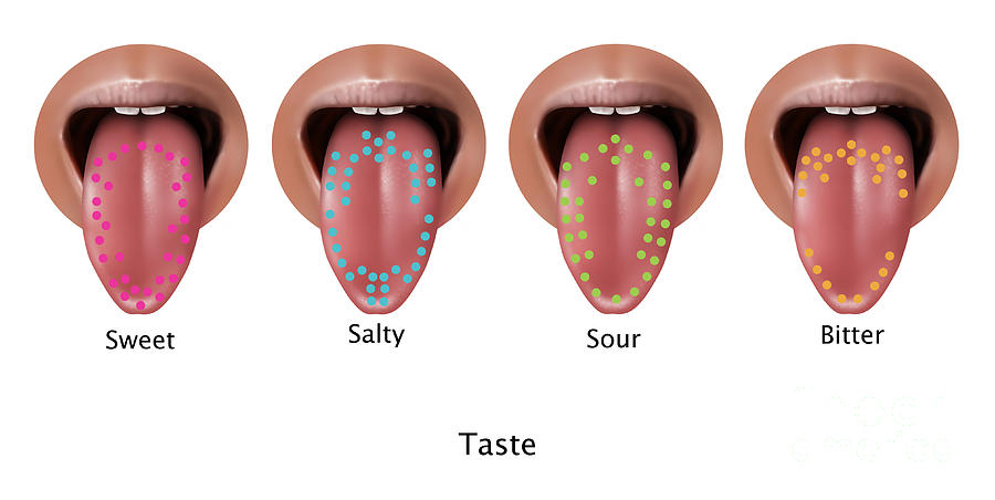 Taste Map, Illustration Photograph by Gwen Shockey