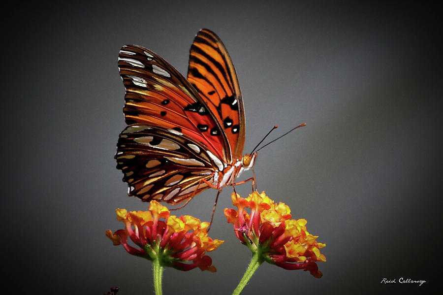 Passion Butterfly Photograph - The Taster Gulf Fritillary Butterfly Art by Reid Callaway