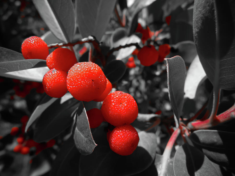 Tasty Beauty Of Madrone Photograph