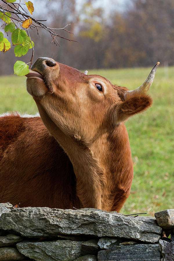 Cow Photograph - Tasty by Bill Wakeley