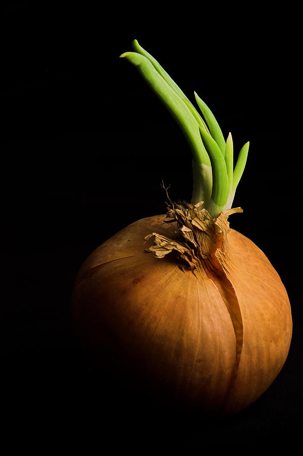 Onion Photograph - Tasty Onion by Thomas Splietker