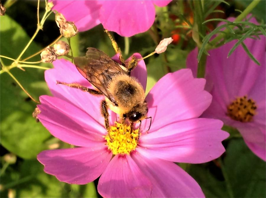 Tasty Pollen Photograph by Debra Lynch - Fine Art America