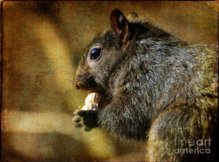 Squirrel Photograph - Tasty Snack by Lois Bryan