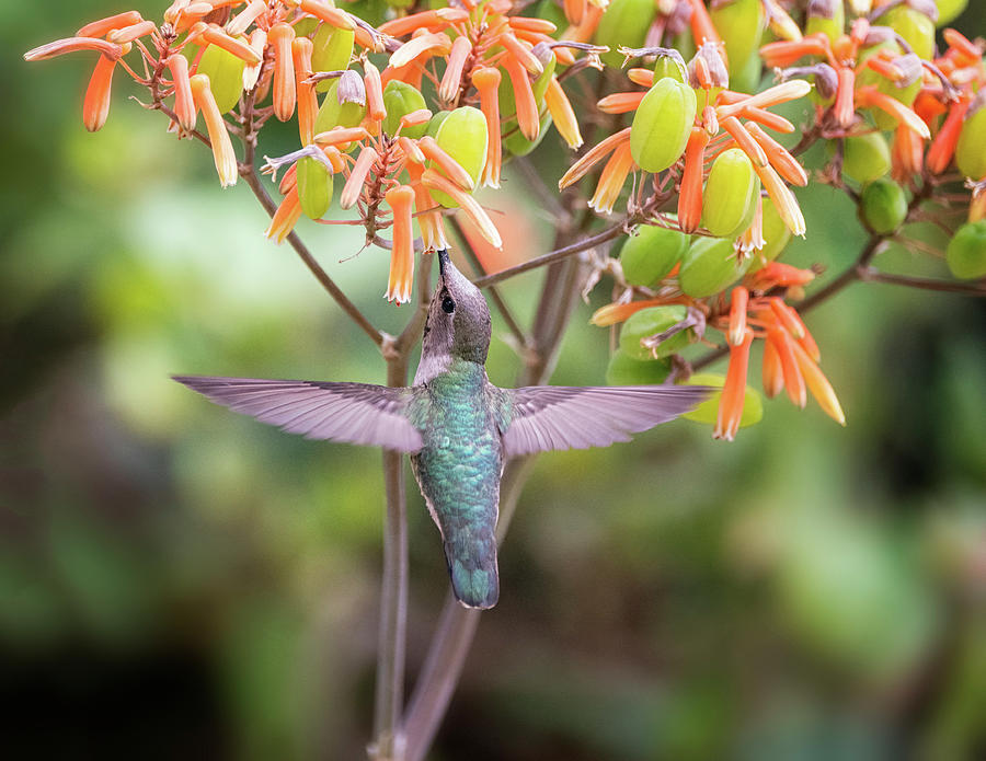 Tasty Treat For the Hummingbird  Photograph by Saija Lehtonen
