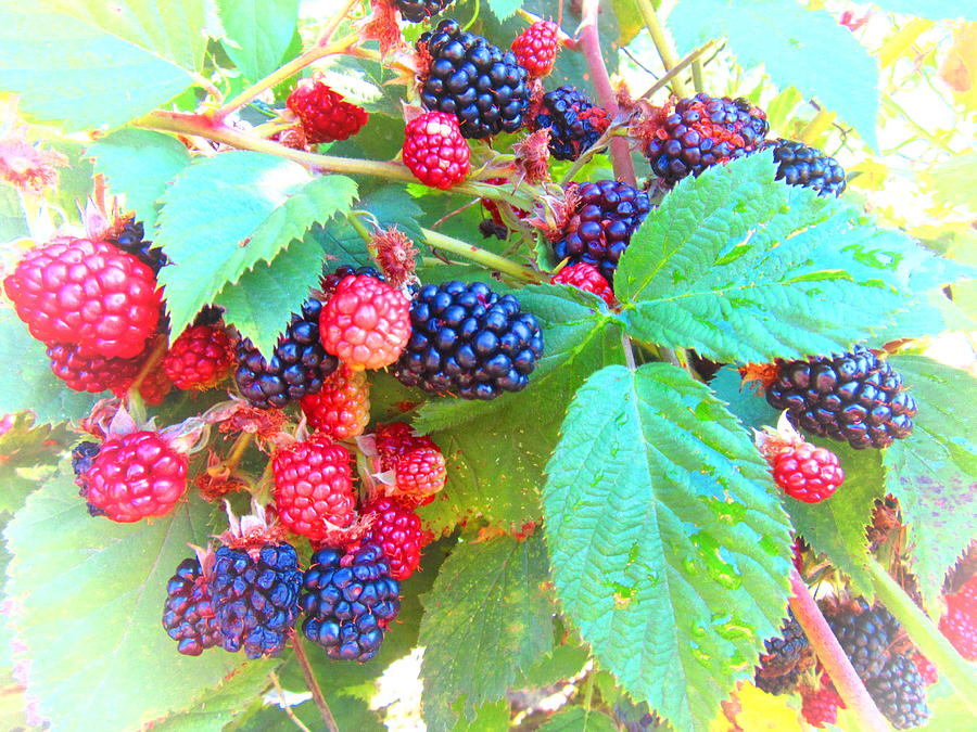 Fruit Photograph - Tasty by Vesna Martinjak