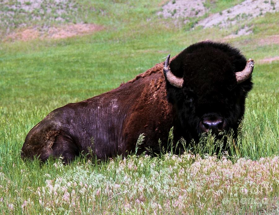 Tatanka Photograph by Chris Brewington Photography LLC - Fine Art America