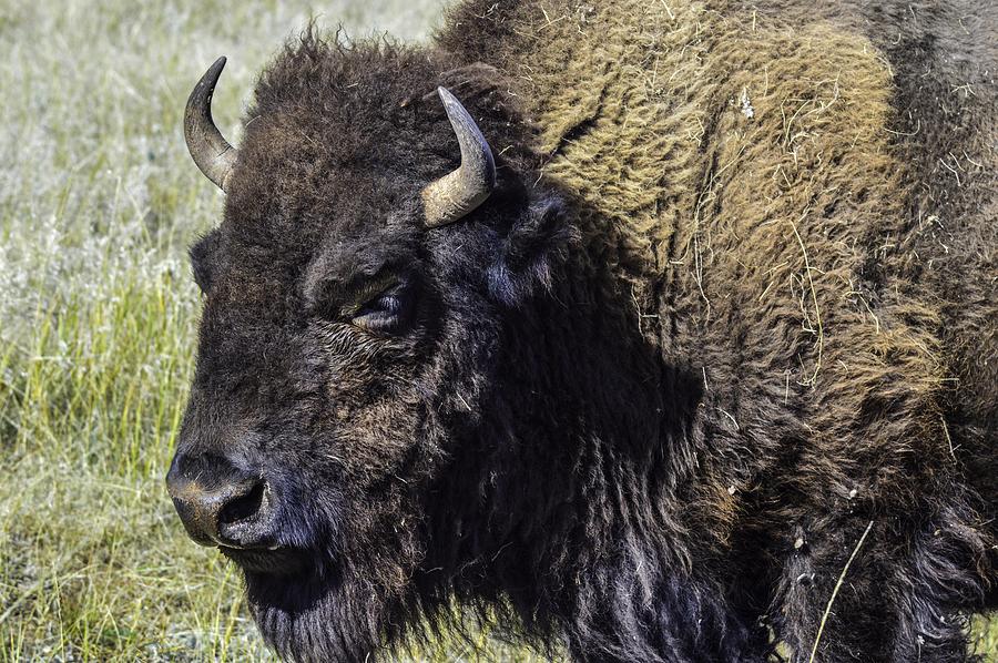 Tatanka Photograph by William Hoffmann - Fine Art America