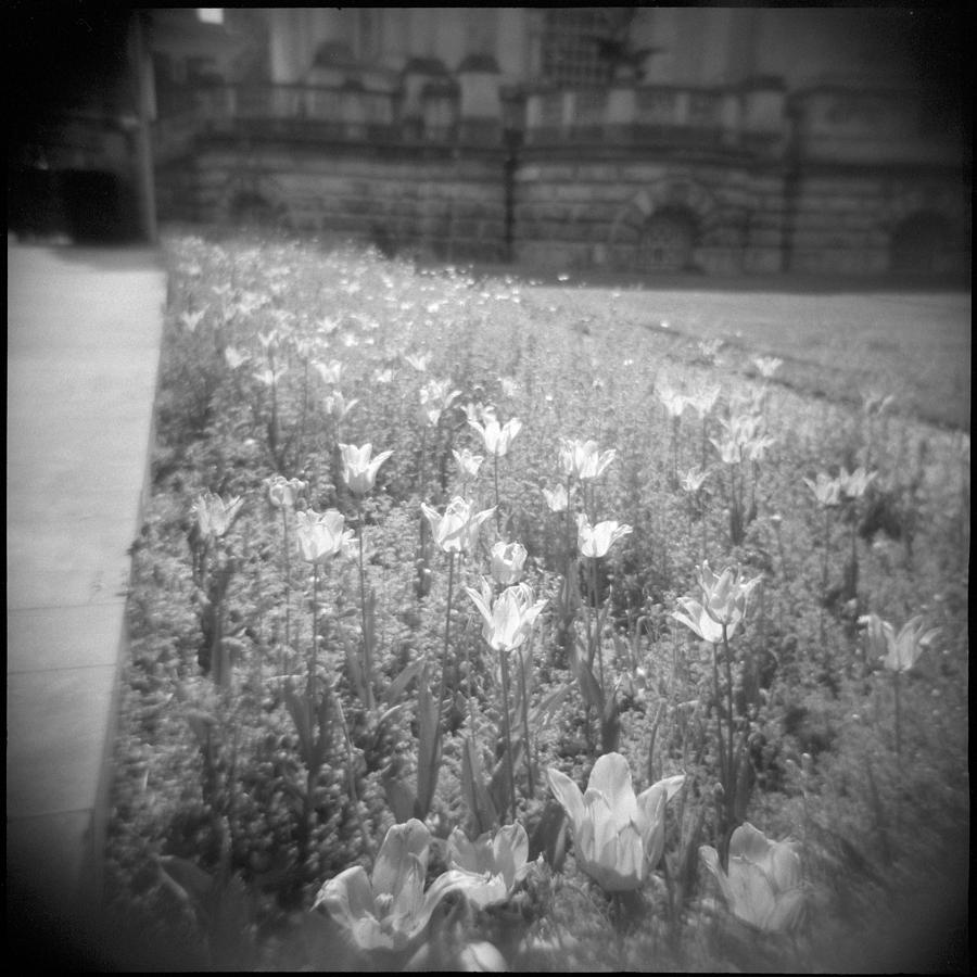 Tate Tulips Photograph by Paul Boocock - Pixels