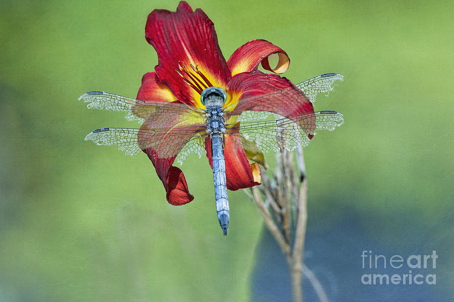 Tattered Blue Dragonfly on Red Daylily Photograph by Bonnie Barry