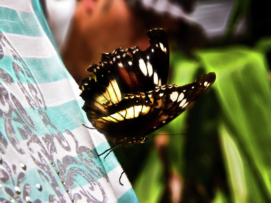 Butterfly Photograph - Tattered Butterfly by Miroslava Jurcik
