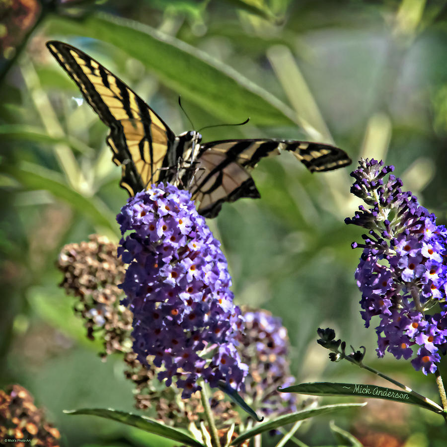 Tattered Swallowtail Photograph by Mick Anderson