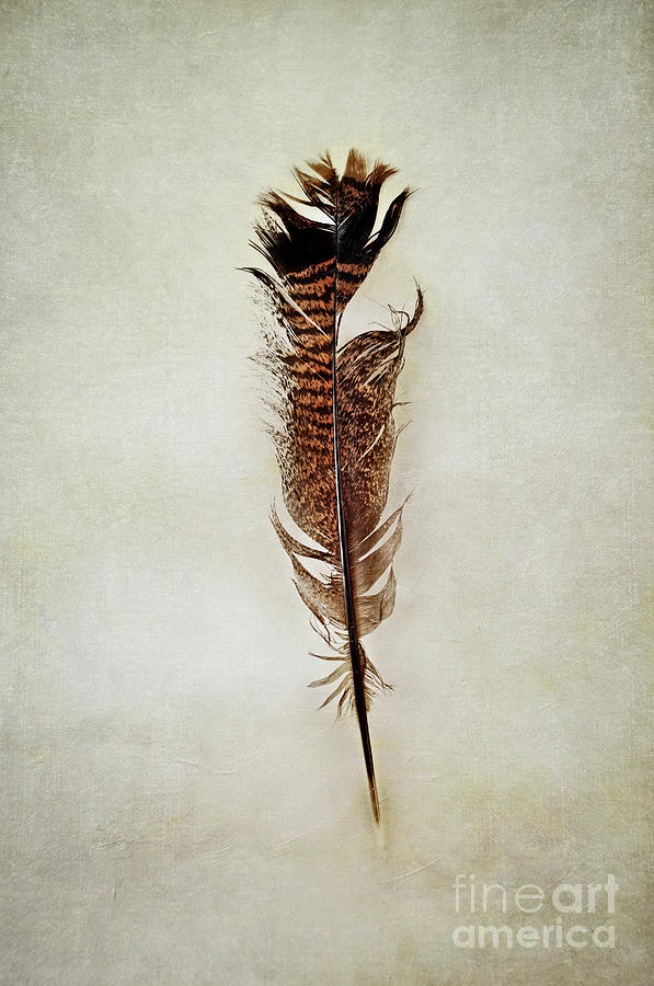 Tattered Turkey Feather Photograph by Stephanie Frey