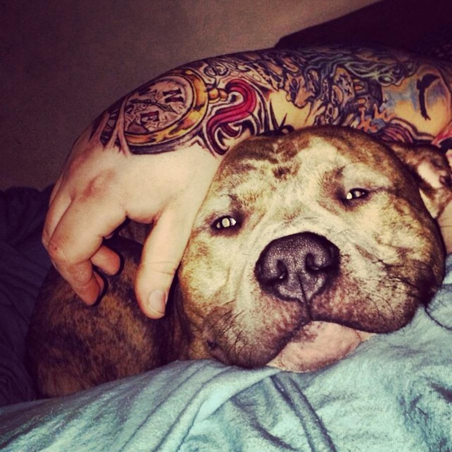 Pitbull Photograph - Tattoos And Pitbulls #handtattoo by Dustin Gregory 