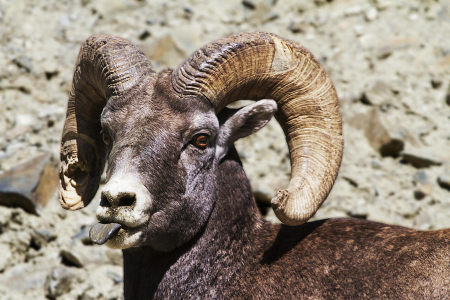 Taunting Bighorn Photograph