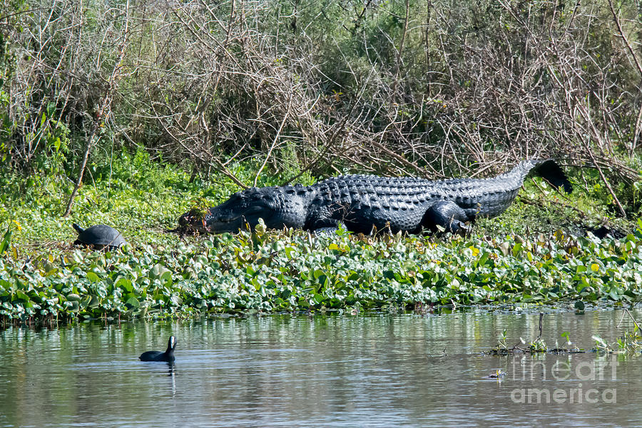 Taunting the Gator Photograph by John Greco