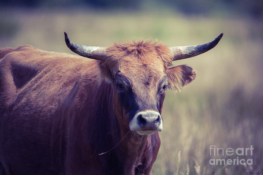 Taurus Cattle Photograph by Eva Lechner